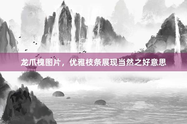 龙爪槐图片,优雅枝条展现当然之好意思